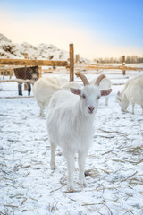 Pretty young goat on a farm in the early morning, looks in the frame