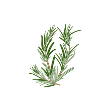 Fresh green sprigs of rosemary on a white background. For use as