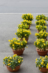 Rows of flower pots full of daffodils on the street. Eater flowers. Spring symbols