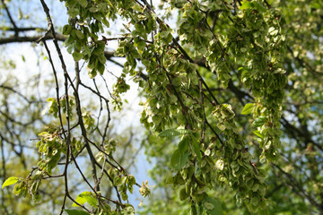 Fruits elm on the branches of a tree. Natural background.