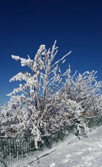 Vereiste Bäume mit Schneezaum vor blauem Himmel