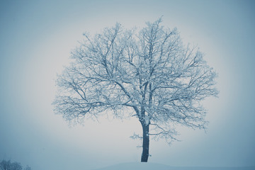 Alone tree in a field, winter season.