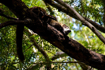Coatimundi sleeping in dappled sunshine on a tree branch