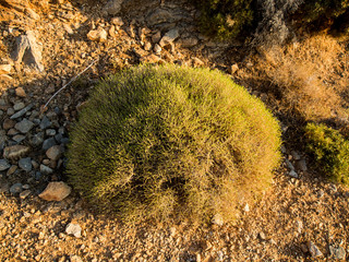 Thyme bush at Tilos island