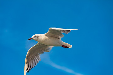 view of a single bird (seagull)