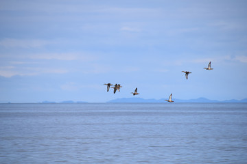 Birds flying over the Pacific Ocean, Guanacaste, Costa Rica