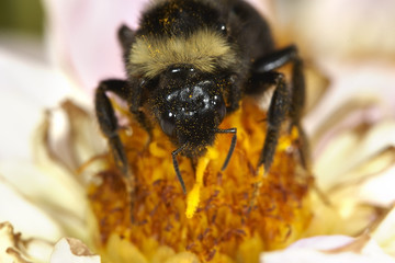 Bee