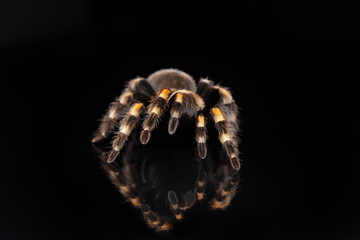 mexikanische Vogelspinne