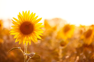 Field of sunflowers in sunset light