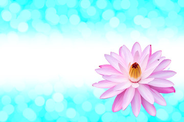 Pink lotus flower on a green background bokeh with copy space.