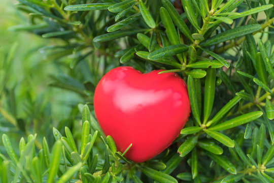 tree with red hearts on nature background