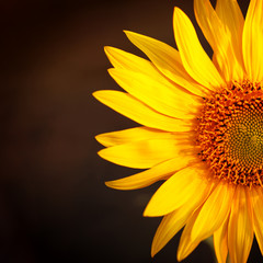Field of sunflowers in sunset light