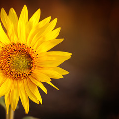 Obraz premium Field of sunflowers in sunset light