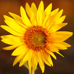 Naklejka premium Field of sunflowers in sunset light