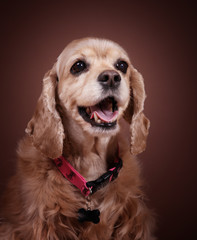 Собака породы спаниель сидит и улыбается на коричневом фоне в студии