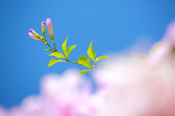 Soft pink flower,flower background for Valentine's day.Soft focus and color toned.