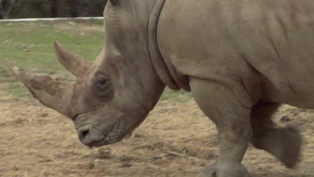 Close up of an rhino