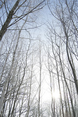 Fototapeta na wymiar Winter landscape. Birch grove. Frozen forest. Trees and branches in frost. White atmosphere