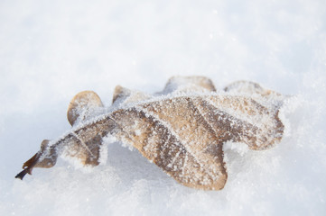 Oak yellow leaf in frost on snow background