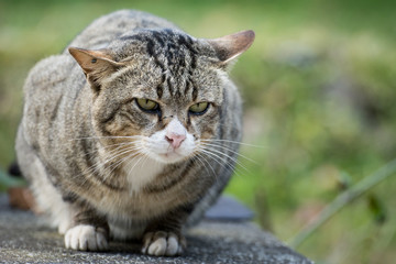 Cute serious grey cat is sitting at home