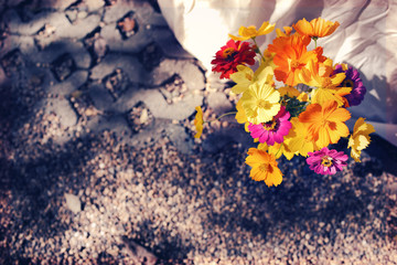 Cosmos flowers in garden.Soft focus and color toned.