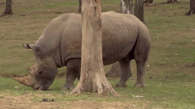 A rhino near a tree