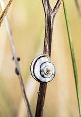 Snail on the grass