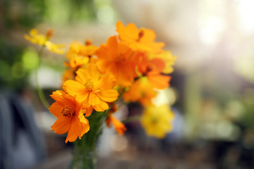 Cosmos flowers in garden.Soft focus and color toned.