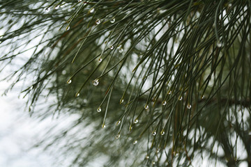 Obraz premium drops of dew on the needles of a pine