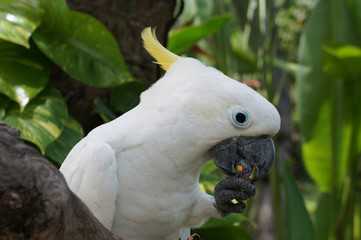 Cockatoo 