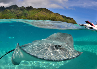 Moorea - Haapiti (Polynésie Française) 04/2014 : Une raie pastenague nage dans le lagon. - obrazy, fototapety, plakaty
