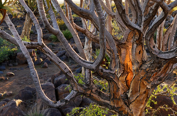Quiver Tree Forest Namibia