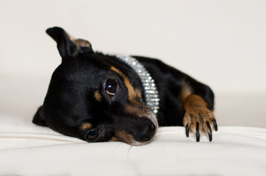 Pinczer miniatura, patrzy prosto w kamerę. 