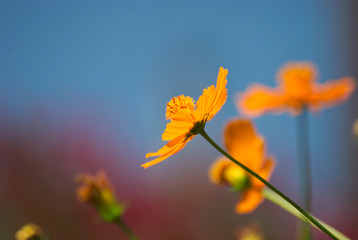 Orange flower with a colorful background