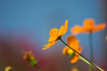 Abwaschbare Fototapete Blumen Orange flower with a colorful background