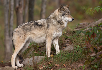 Naklejka na ściany i meble Timber wolf or Grey Wolf on rocky cliff in autumn in Canada