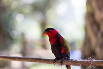 beautiful parrot birds on tree branch.