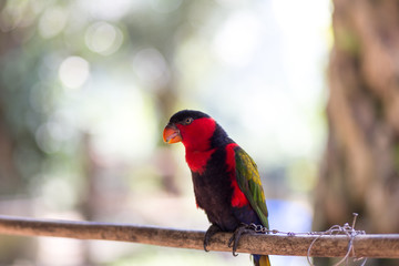 beautiful parrot birds on tree branch.