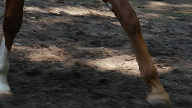 a Beautiful Trotting of Horse Hoofs and Cannons, and an Impressive View of a Thouroughbred Brown Mare With a Wooden Fence in the Background
