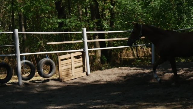Beautiful Thouroughbred Brown Mare Trots Elegantly Inside of a Fenced Horseground With Waving Mane and Flying Tale in Slo-M0