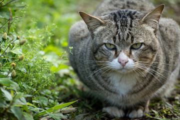 Cute serious cat is sitting at home