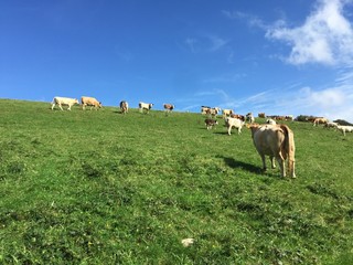 Cows in field, Cornwall, England
