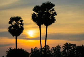 silhouette sugar palm tree and sunset