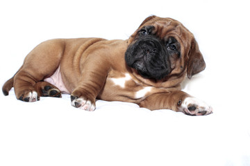 Dogue de Bordeaux - Puppy - Rare Black Mask