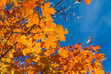 Gold Maple on Blue Sky