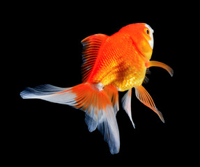 Fototapeta premium gold fish on black background