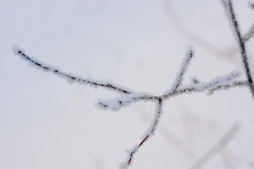 Frozen branch covered with snow