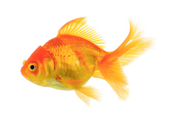 Fototapeta premium gold fish on white background