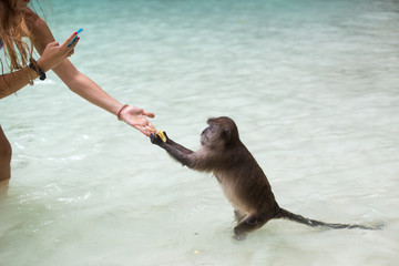 Tourist photographing a monkey while it takes food from the hand