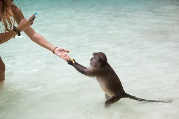 Crédence de cuisine en verre imprimé Singe Tourist photographing a monkey while it takes food from the hand